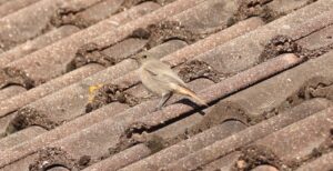 Black Redstart, Godstone (G Hay).