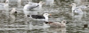 Great Black-backed Gull, Holmethorpe SP (G Hay).