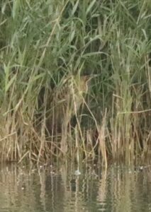 Bittern, Holmethorpe SP (G Hay).