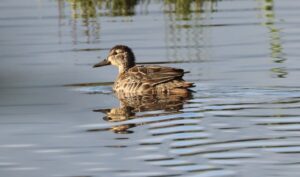 Garganey, Holmethorpe SP (G Hay).