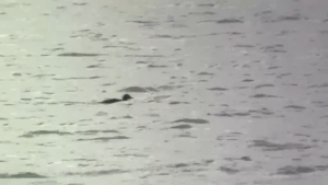 Common Scoter, Island Barn Reservoir (D Harris).