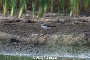 Green Sandpiper, Bolder Mere (R Clark).