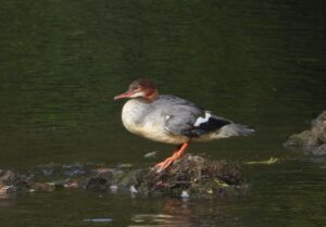 Goosander, Leatherhead (J Snell).