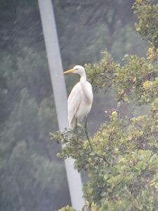 Great Egret, Bolder Mere (K Duncan).