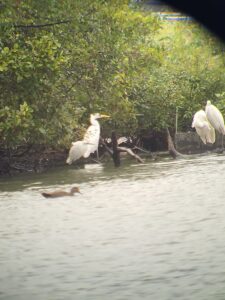 Great Egrets, Bolder Mere (K Duncan).