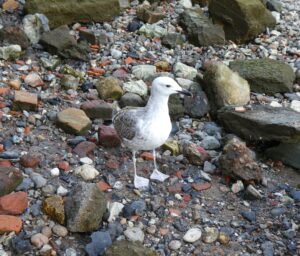 Caspian Gull, Bankside (J Reeves).