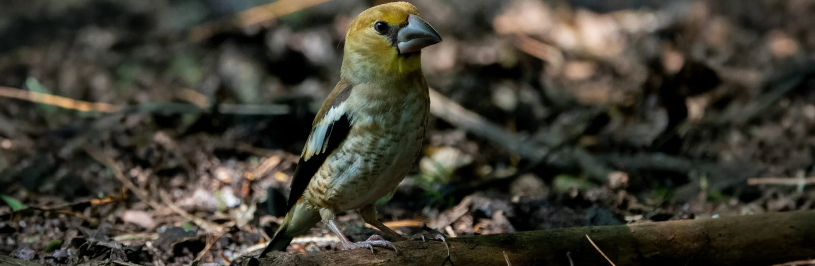 Hawfinch Effingham 180726 (Thomas Gibson)