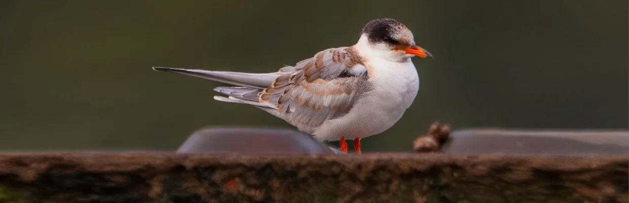Common tern (Colin Varndell)