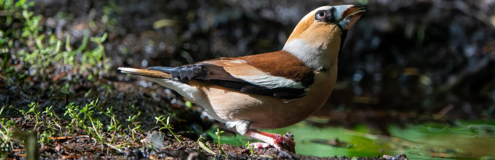 Hawfinch Effingham 090726 (Thomas Gibson)