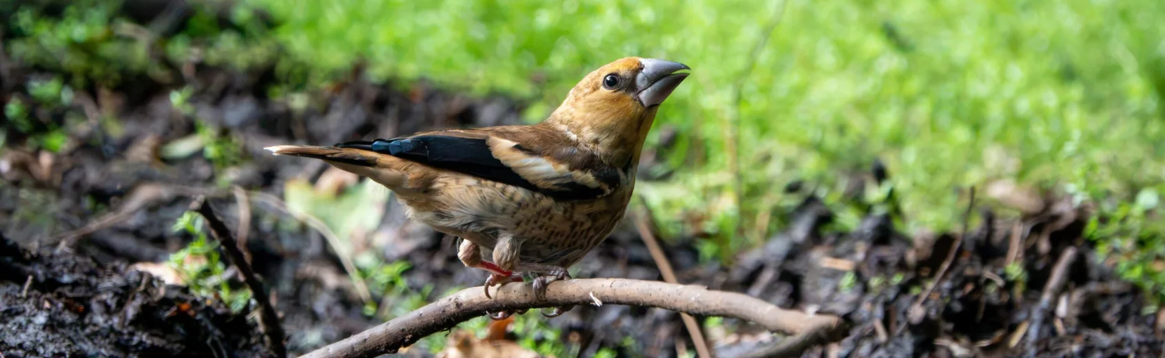 Hawfinch Effingham 160726 (Thomas Gibson)