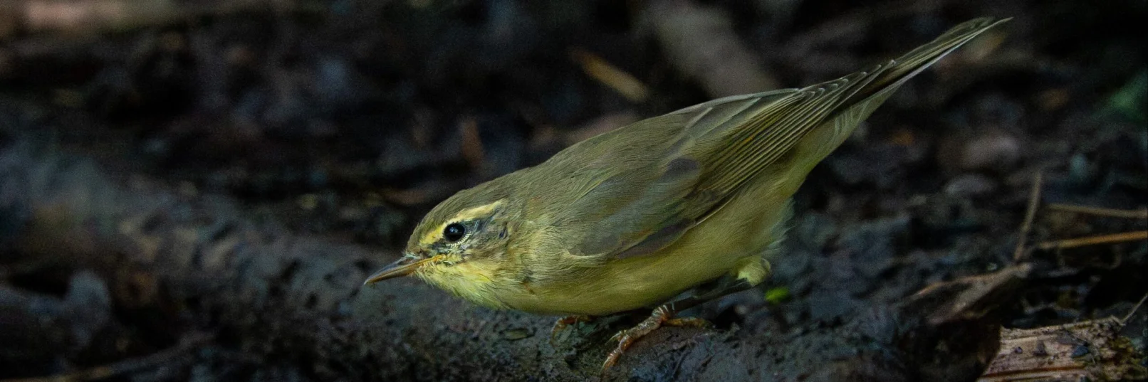 Willow Warbler Effingham 180726 (Thomas Gibson)