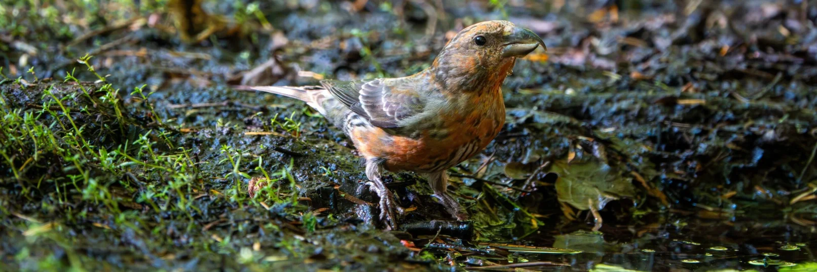 Crossbill Effingham 080726 (Thomas Gibson)
