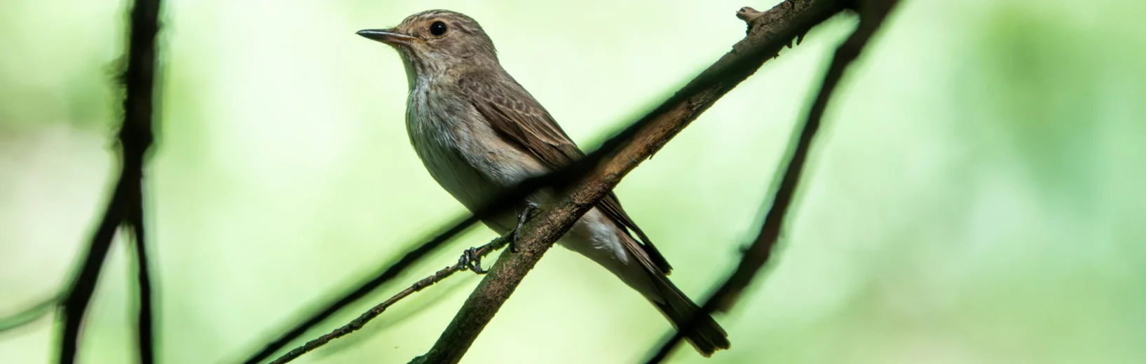 Spotted Flycatcher Effingham 050726 (Thomas Gibson)
