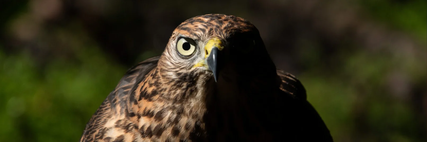 Goshawk Effingham 140726 (Thomas Gibson)