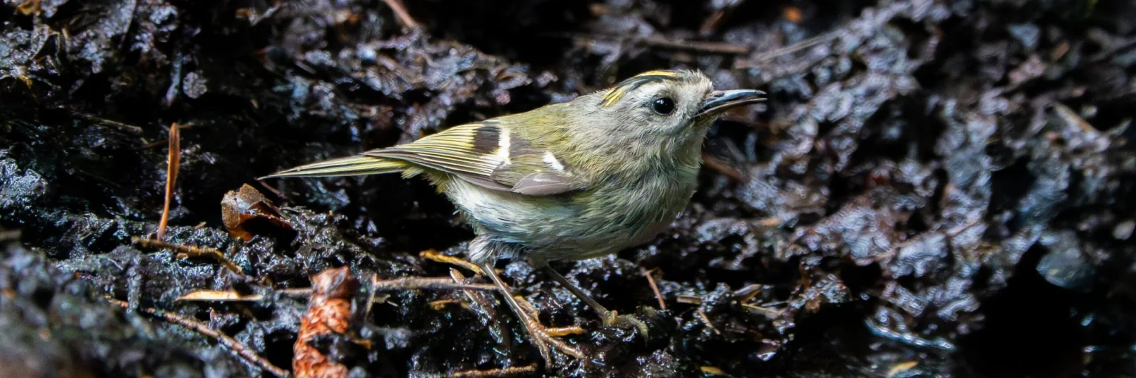 Goldcrest Effingham 140726 (Thomas Gibson)