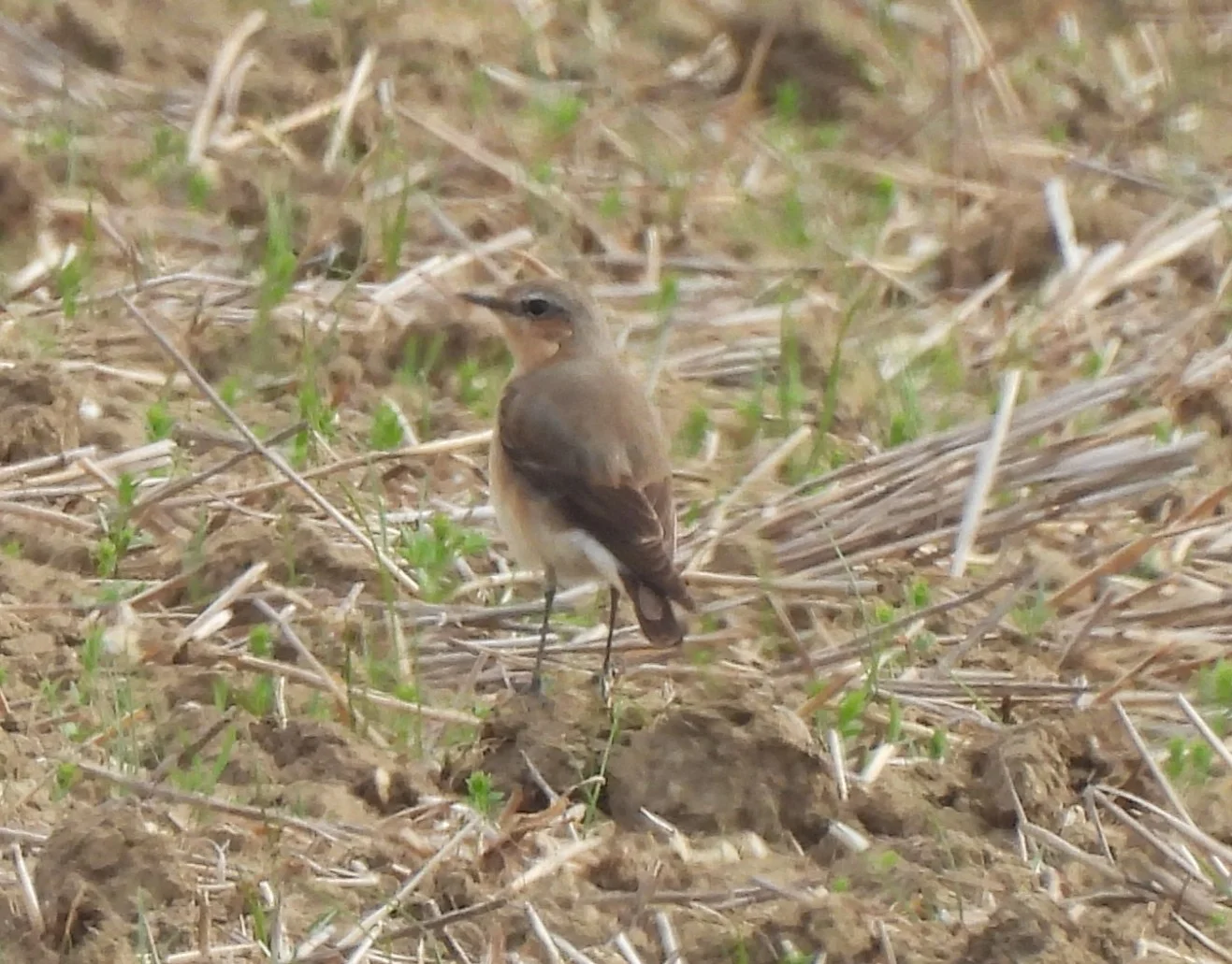 Wheatear, Burgh Heath (P Goodman).