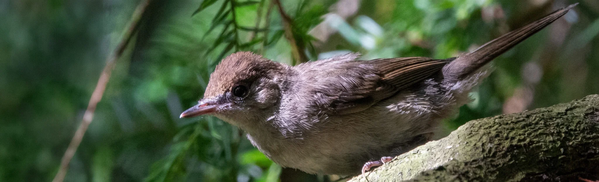 Blackcap Effingham 050726 (Thomas Gibson)