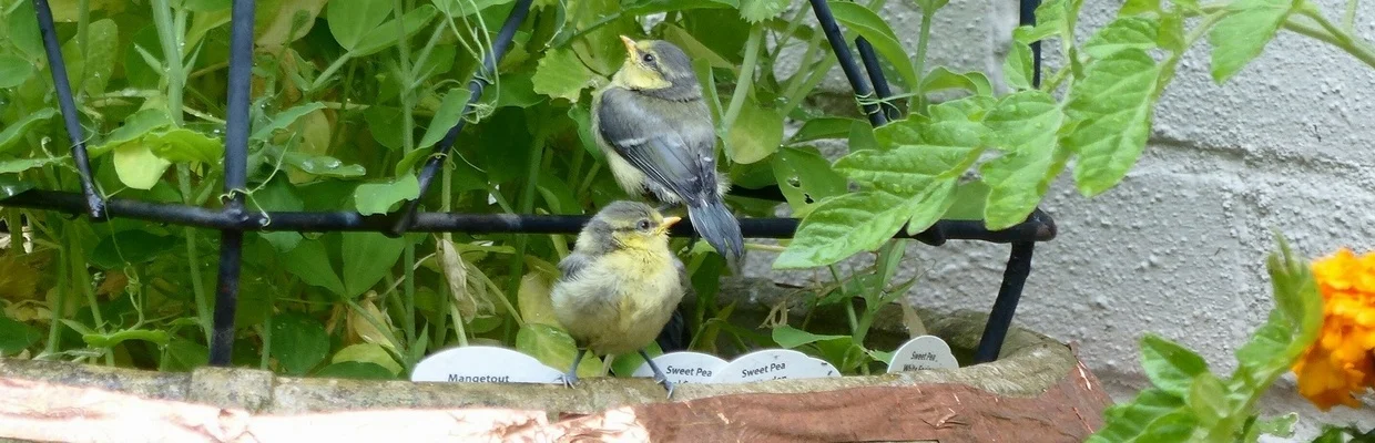 Blue tit (Susan Renaud)