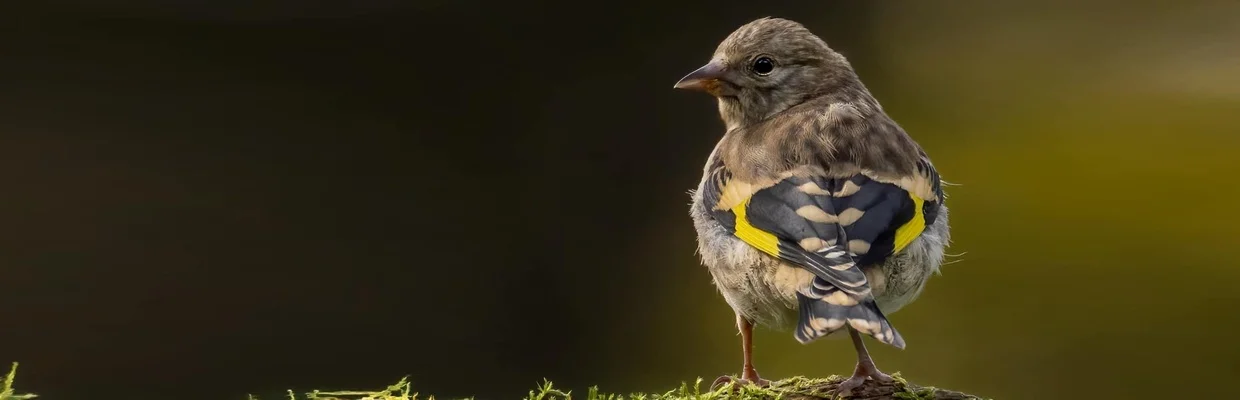 Goldfinch (Steve Smith)