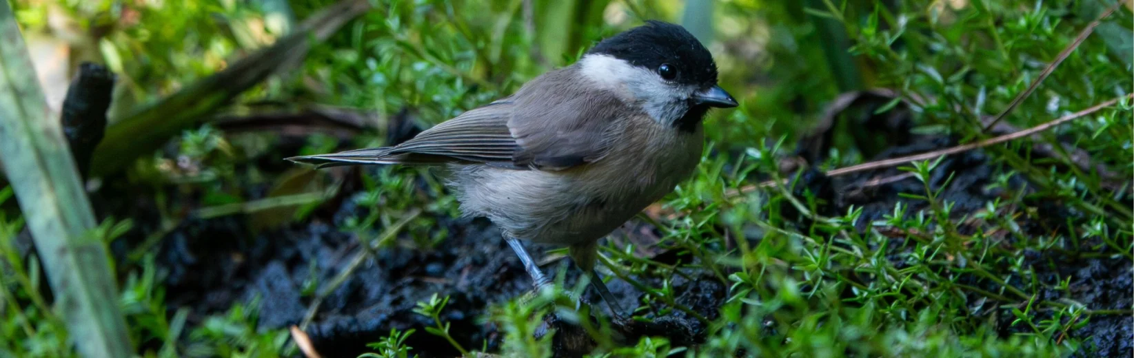 Marsh Tit 180726 (Thomas Gibson)