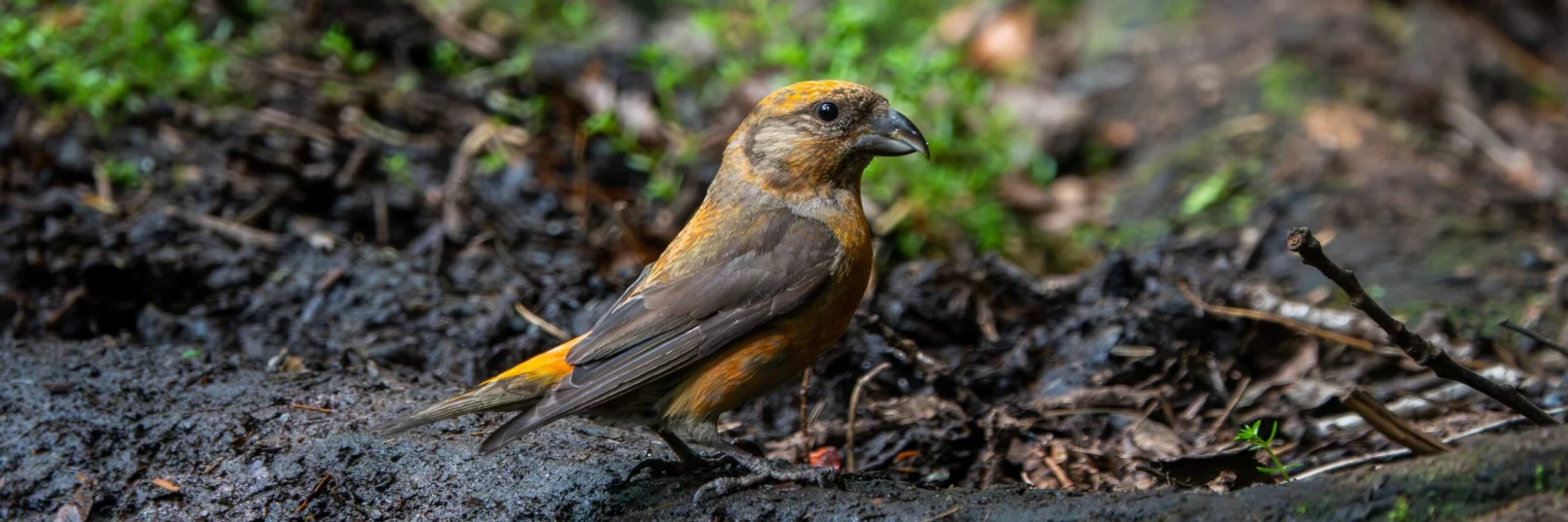 Crossbill Effingham 21076 (Thomas Gibson)