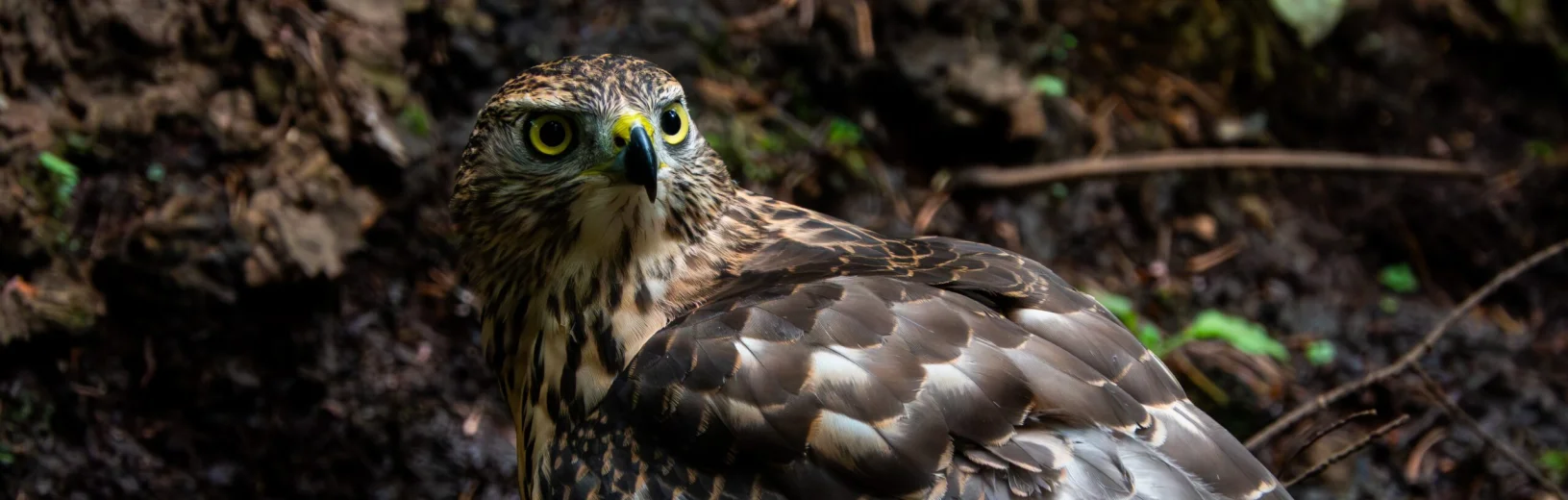 Goshawk Effingham 040826 (Thomas Gibson)