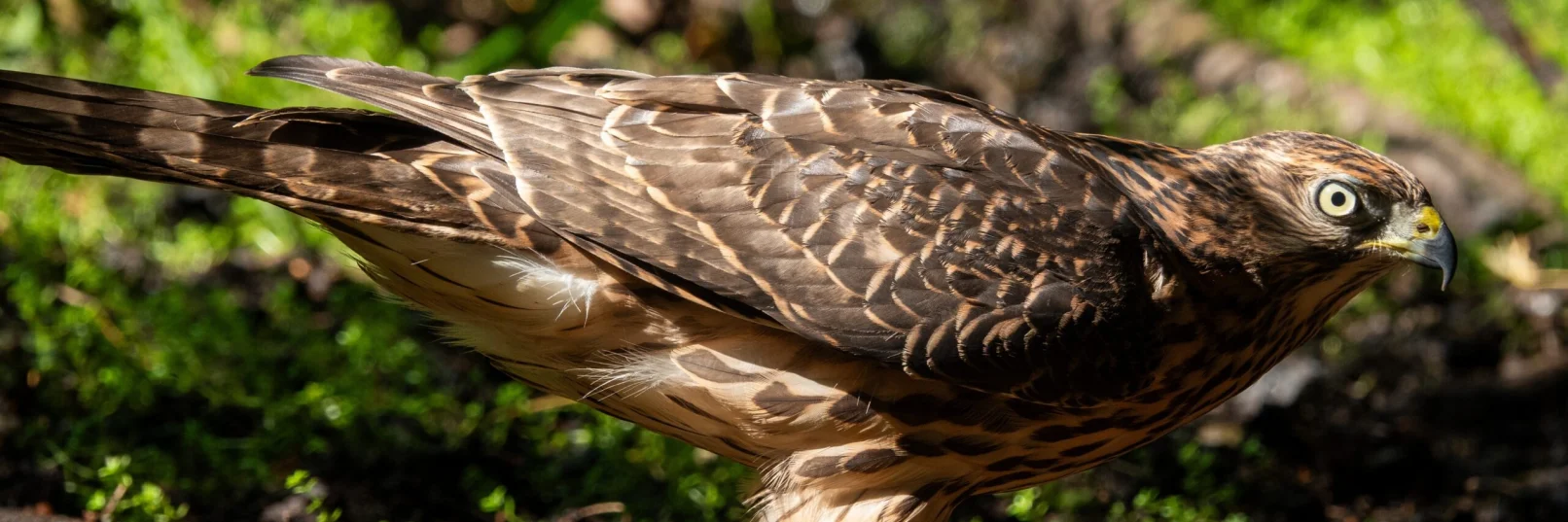 Goshawk Effingham 140726 (Thomas Gibson)