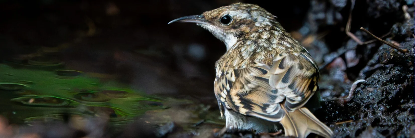 Treecreeper 180726 (Thomas Gibson)