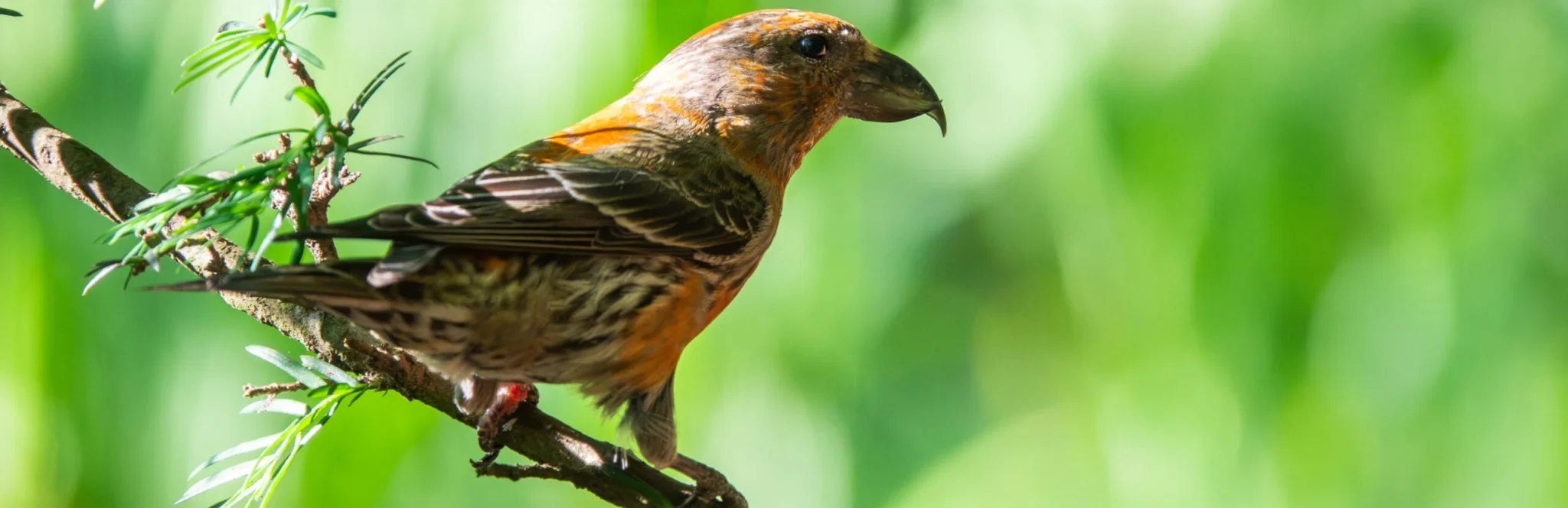 Crossbill Effingham 080726 (Thomas Gibson)