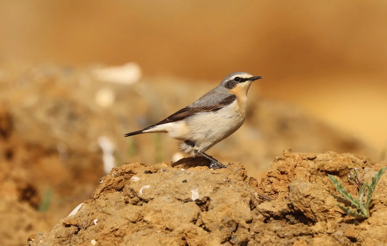Wheatear, Holmethorpe SP (G Hay).