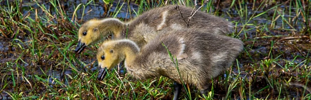 Canada goose (Colin Varndell)